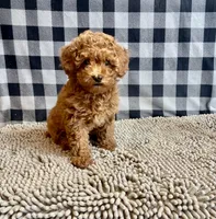 Nola, a female Poodle - Miniature  for sale in Millmont, PA – 5 of 6