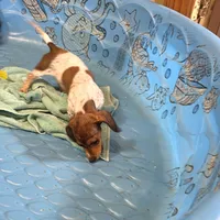 Nellie, a female Miniature Dachshund for sale in Millmont, PA – 5 of 7
