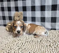 Kent, a male Miniature Dachshund for sale in Millmont, PA – 7 of 8