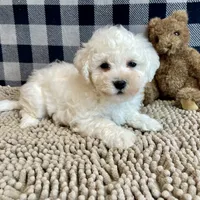 Barney, a male Bichon Frise for sale in Millmont, PA – Photo 7 of 9
