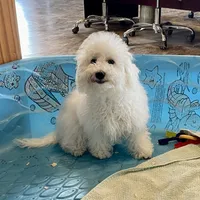 Barney, a male Bichon Frise for sale in Millmont, PA – Photo 1 of 9