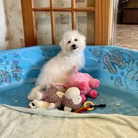 Barney, a male Bichon Frise for sale in Millmont, PA – Photo 2 of 9
