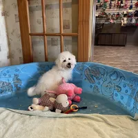Barney, a male Bichon Frise for sale in Millmont, PA – Photo 5 of 9
