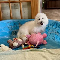 Barney, a male Bichon Frise for sale in Millmont, PA – Photo 4 of 9