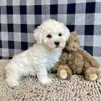 Barney, a male Bichon Frise for sale in Millmont, PA – Photo 9 of 9