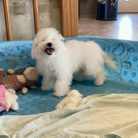 Barney, a male Bichon Frise for sale in Millmont, PA – Photo 3 of 9