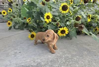 Holly, a female Miniature Dachshund for sale in Millmont, PA – 8 of 8