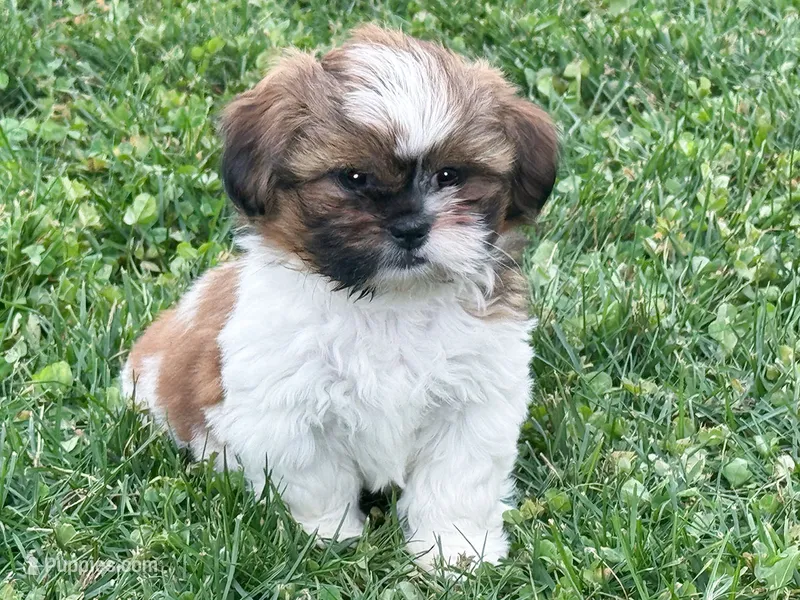 Simba – Shih Tzu puppy for sale in Millmont, PA