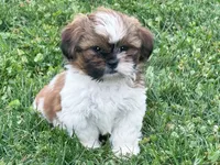 Simba, a male Shih Tzu for sale in Millmont, PA – 1 of 4