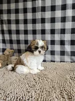 Marcus , a male Shih Tzu for sale in Millmont, PA – 8 of 8