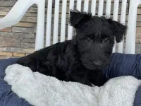Wanda, a female Scottish Terrier for sale in Millmont, PA – 5 of 9