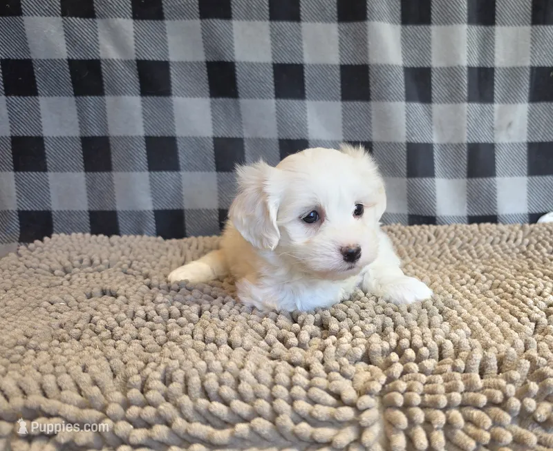 Stuart – Bichon Frise, Coton de Tulear puppy for sale in Millmont, PA