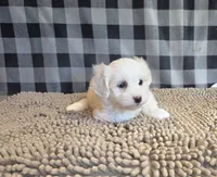 Stuart, a male Bichon Frise and Coton de Tulear for sale in Millmont, PA – 1 of 5
