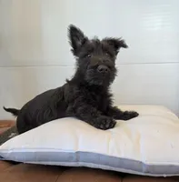 Murrey, a male Scottish Terrier for sale in Millmont, PA – 3 of 10