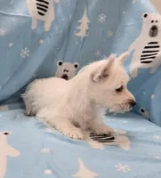 Lou, a female West Highland White Terrier for sale in Millmont, PA – 6 of 7