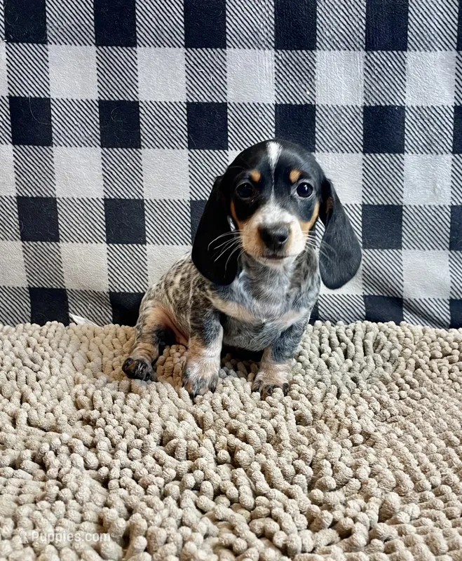 Nettie – Miniature Dachshund puppy for sale in Millmont, PA