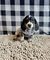 Nettie, a female Miniature Dachshund for sale in Millmont, PA – 1 of 6