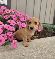 Fawn, a female Miniature Dachshund for sale in Millmont, PA – 1 of 10