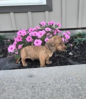 Fritz, a male Miniature Dachshund for sale in Millmont, PA – 5 of 6