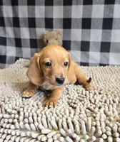 Boyd, a male Miniature Dachshund for sale in Millmont, PA – 4 of 7