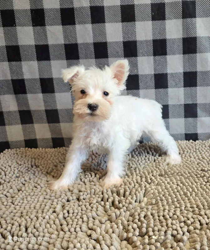 Seth – Miniature Schnauzer puppy for sale in Millmont, PA