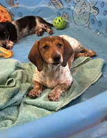 Kenny, a male Miniature Dachshund for sale in Millmont, PA – 1 of 8