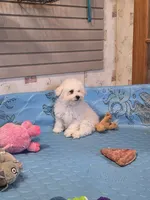 Blake, a male Bichon Frise for sale in Millmont, PA – 6 of 10