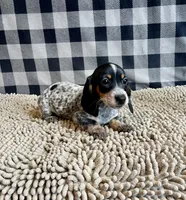 Nettie, a female Miniature Dachshund for sale in Millmont, PA – 3 of 6