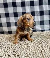 Noah, a male Miniature Dachshund for sale in Millmont, PA – 6 of 6