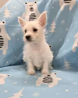 Lou, a female West Highland White Terrier for sale in Millmont, PA – 4 of 7