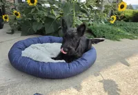 Willa, a female Scottish Terrier for sale in Millmont, PA – 6 of 8