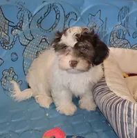 Hank, a male Havanese for sale in Millmont, PA – 2 of 5