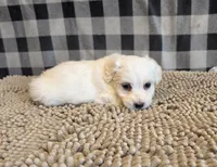 Seth, a male Bichon Frise and Coton de Tulear for sale in Millmont, PA – 2 of 7