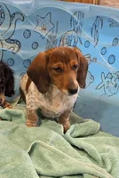 Kenny, a male Miniature Dachshund for sale in Millmont, PA – 2 of 8