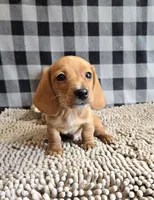 Boyd, a male Miniature Dachshund for sale in Millmont, PA – 3 of 7