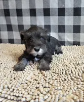 Sam, a male Miniature Schnauzer for sale in Millmont, PA – 4 of 8