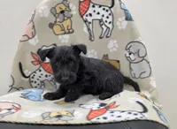 Violet, a female Scottish Terrier for sale in Millmont, PA – 3 of 5