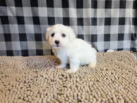 Stan, a male Bichon Frise and Coton de Tulear for sale in Millmont, PA – 2 of 6