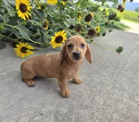 Holly, a female Miniature Dachshund for sale in Millmont, PA – 4 of 8