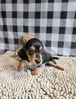 Boone, a male Miniature Dachshund for sale in Millmont, PA – 5 of 9