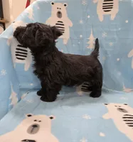 Murrey, a male Scottish Terrier for sale in Millmont, PA – 2 of 7