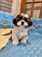 Merv, a male Shih Tzu for sale in Millmont, PA – Photo 2 of 6