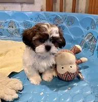 Merv, a male Shih Tzu for sale in Millmont, PA – Photo 4 of 6