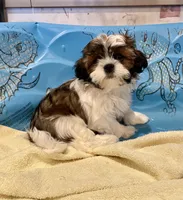 Merv, a male Shih Tzu for sale in Millmont, PA – Photo 1 of 6