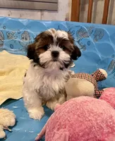 Merv, a male Shih Tzu for sale in Millmont, PA – Photo 5 of 6
