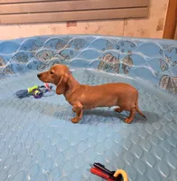 Boyd, a male Miniature Dachshund for sale in Millmont, PA – 7 of 10