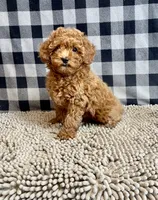 Nola, a female Poodle - Miniature  for sale in Millmont, PA – 2 of 6