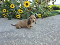 Heidi, a female Miniature Dachshund for sale in Millmont, PA – 9 of 10