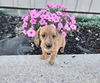Fritz, a male Miniature Dachshund for sale in Millmont, PA – 2 of 6