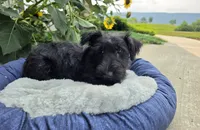 Wanda, a female Scottish Terrier for sale in Millmont, PA – 4 of 10